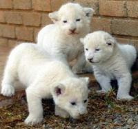 AWESOME LION CUBS FOR SALE, Not_specified