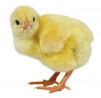Цыплята-бройлера, Not_specified