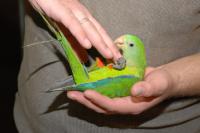 Барабантовый попугай – полностью ручные птенцы, Not_specified