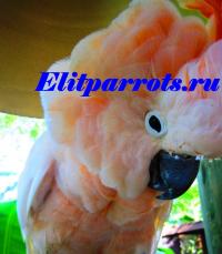 Птенцы выкормыши попугаев из питомников Европы и США, Not_specified