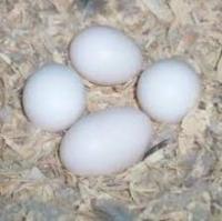 Baby parrots and parrot eggs for sale, Not_specified