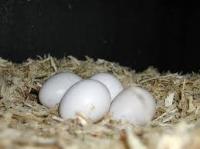 Baby parrots and parrot eggs for sale, Not_specified