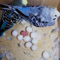 BABY PARROTS AND PARROT EGGS FOR SALE, Not_specified