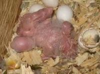 BABY PARROTS AND PARROT EGGS FOR SALE, Not_specified