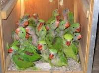 BABY PARROT AND PARROT EGGS FOR SALE, Not_specified