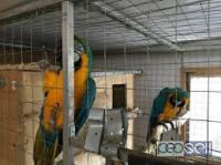 FERTILE MALE AND FEMALE PARROTS OF ALL KIND  FOR SALE, Not_specified