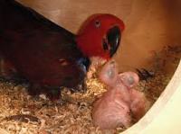 PARROT EGGS AND BABY PARROTS FOR SALE, Not_specified