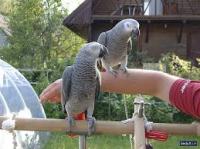PARROTS FOR SALE AROUND THE GLOBE, Not_specified
