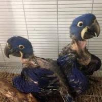 FERTILE BABY PARROTS FOR SALE, Not_specified