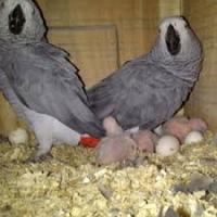 PARROT EGGS FOR SALE, Not_specified