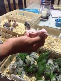 FERTILE BABY PAROTS FOR SALE BOTH MALE AND FEMALE, Not_specified