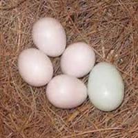 PARROT EGGS FOR SALE, Not_specified