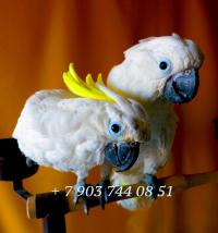 Попугаи - ручные птенцы из питомников Европы, Not_specified
