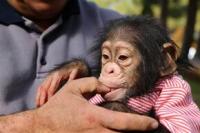 Навчіть дитину-шимпанзе-жінку новому домашньому whatsapp +79604589745, Not_specified