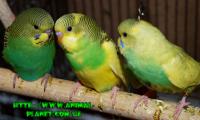 Волнистый попугай – ручные птенцы, Not_specified