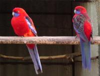 Розелла – яркие попугайчики, Not_specified