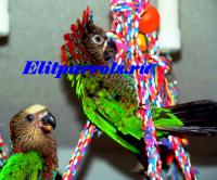 Веерный попугай- птенцы  из питомников Англии,ФРГ, Not_specified