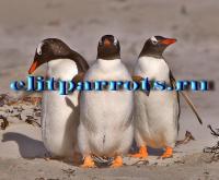 Пингвины из питомников Испании,ФРГ, Not_specified