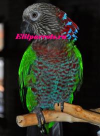 Веерный попугай- птенцы  из питомников Англии,ФРГ, Not_specified