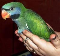 Китайский кольчатый попугай - ручные птенцы выкормыши нашего разведения!, Not_specified