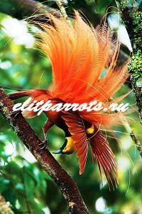 Большая райская птица (Paradisea) из питомников Индонезии,Австралии, Not_specified
