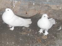 николаевские голуби, Not_specified
