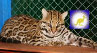 Продаю котят Оцелота (Felis pardalis) www.animalsimport.ru, Not_specified