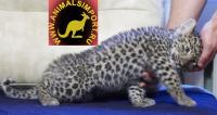 Продаю котят Леопарда (Panthera pardus orientalis) www.animalsimport.ru, Not_specified