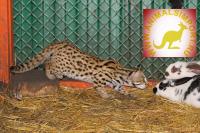 Продаю котят Азиатской леопардовой кошки /Бенгальской кошкиBengalensis),100% хищники!молодняк этого года!, Not_specified