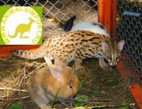 Продаю котят Азиатской леопардовой кошки /Бенгальской кошкиBengalensis),100% хищники!молодняк этого года!, Not_specified