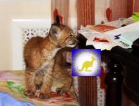 Продаю котят Сибирской рыси (Lynx lynx) www.animalsimport.ru, Not_specified