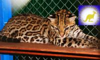 Продаю котят Оцелота (Felis pardalis) www.animalsimport.ru, Not_specified