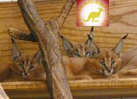 Продаю котят Каракала (Felis caracal),молодняк этого года!  www.animalsimport.ru, Not_specified