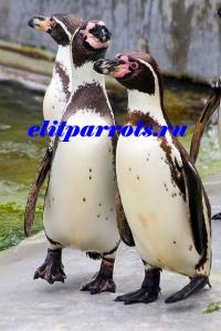 Пингвины из питомников Испании,ФРГ, Not_specified
