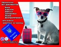 Оформление вет документов для вывоз собаки из Украины в Европу, Другое
