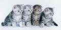 Коты Туманного Альбиона или двенадцать ответов на вопросы о британских короткошерстных.