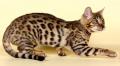 Бенгальская кошка - описание породы