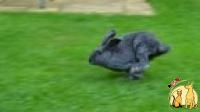 Владельцев кроликов призывают пересмотреть условия содержания питомцев