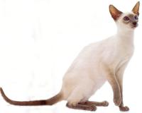 Название породы основное Сиамская Кошка