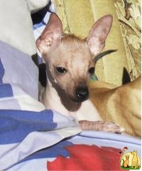 Продам щенка мексиканской голой, Мексиканская Голая Собачка