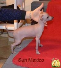 Продам щенка мексиканской голой, Мексиканская Голая Собачка