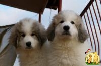 Продам щенком перенейской горной собаки, Пиренейская Горная Собака