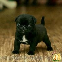 Adorable pug pups ready for new homes, Мопс