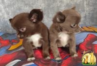 Gorgeous Chihuahua puppies for sale, Чихуахуа