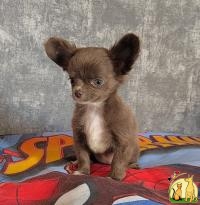 Gorgeous Chihuahua puppies for sale, Чихуахуа