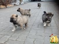 Продам щенков, Восточно-Сибирская Лайка