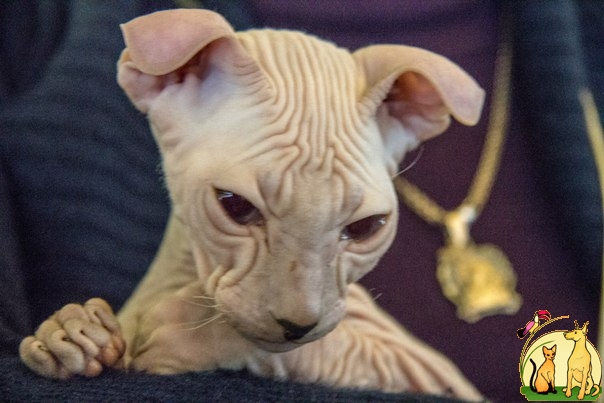 продам элитного котенка породы Украинский левкой, Украинский Левкой