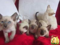 cute Siamese kittens for salea, Сиамская Кошка
