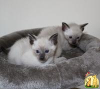 Siamese kittens Ready male and female, Сиамская Кошка
