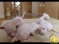 Cute Bold and Wrinkly Sphynx Kittens Available, Донской Сфинкс